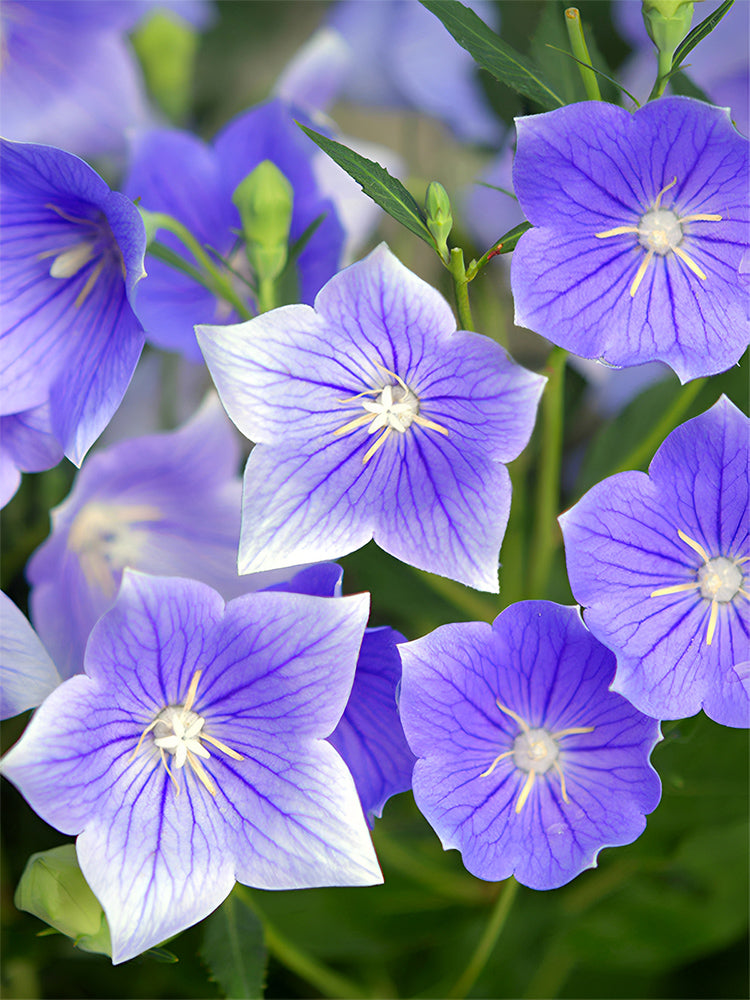 Ballon Flower, Blue