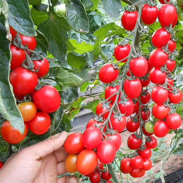 'Waterfall' Tomato
