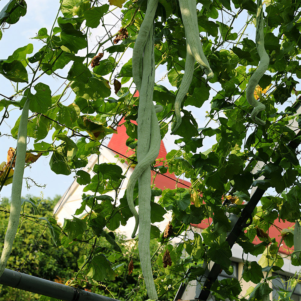 Snake Gourd (Trichosanthes cucumerina) Seeds