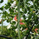 Snake Gourd (Trichosanthes cucumerina) Seeds