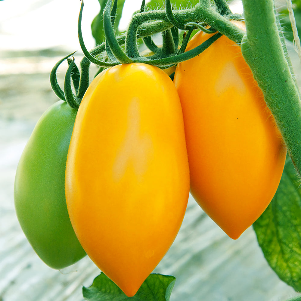 'Radiant Gold' Yellow Tomato Seeds