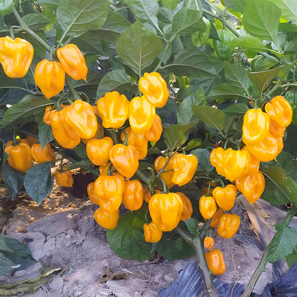 Hybrid F1 Yellow Devil Pepper