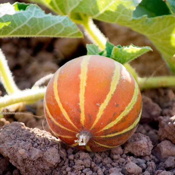 Queen Anne's Pocket Melon, 20 Seeds