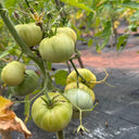 White Wax Tomato, 10 Seeds