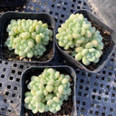Echeveria cv. 'Bubblegum', 3pcs x 1-head