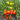 369 Dwarf ZSO Tomato, 5 Seeds