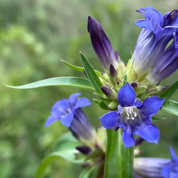 Largeleaf Gentian Qin Jiao, 200 Seeds