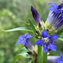 Largeleaf Gentian Qin Jiao, 200 Seeds
