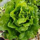 'Lvmei' Italian Lettuce Seeds, 25g