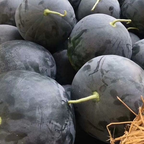 'Golden Obsidian' Seedless Watermelon Seeds, 20 Seeds