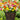 W1341 Dwarf Small-Flowered Zinnia Mix, 100 Seeds
