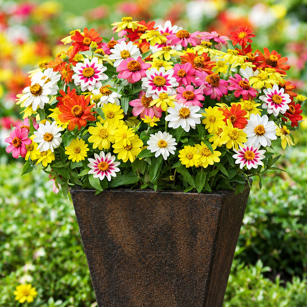 W1341 Dwarf Small-Flowered Zinnia Mix, 100 Seeds
