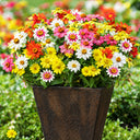 W1341 Dwarf Small-Flowered Zinnia Mix, 100 Seeds