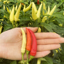 Yanjiao 528 Facing Heaven Pepper Seeds, 0.5g