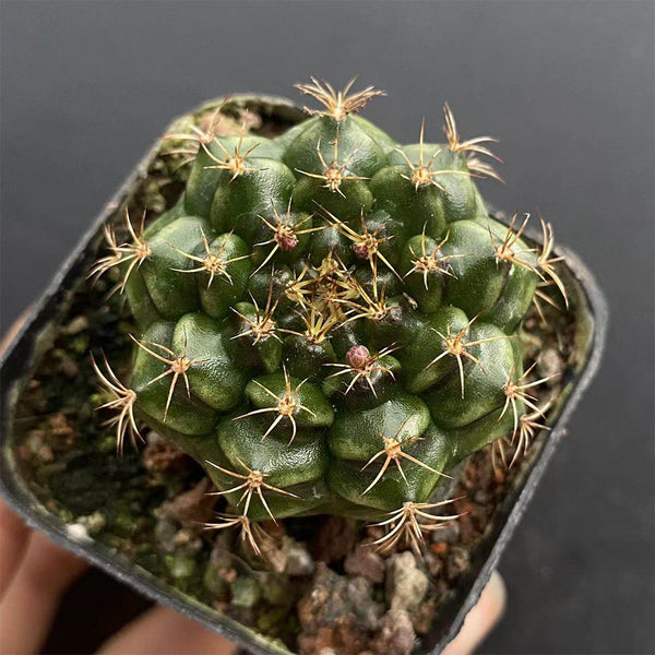 'Lishe Peony' Live Cactus, 3-4cm