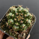 'Lishe Peony' Live Cactus, 3-4cm