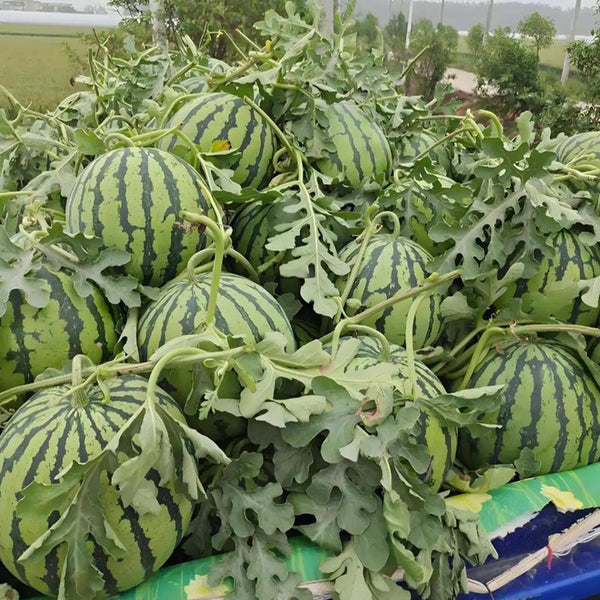 Meijia 84-24 Hybrid Watermelon, 30 Seeds