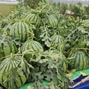 Meijia 84-24 Hybrid Watermelon, 30 Seeds
