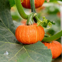Red BeiBei Pumpkin Seeds, 5 Seeds