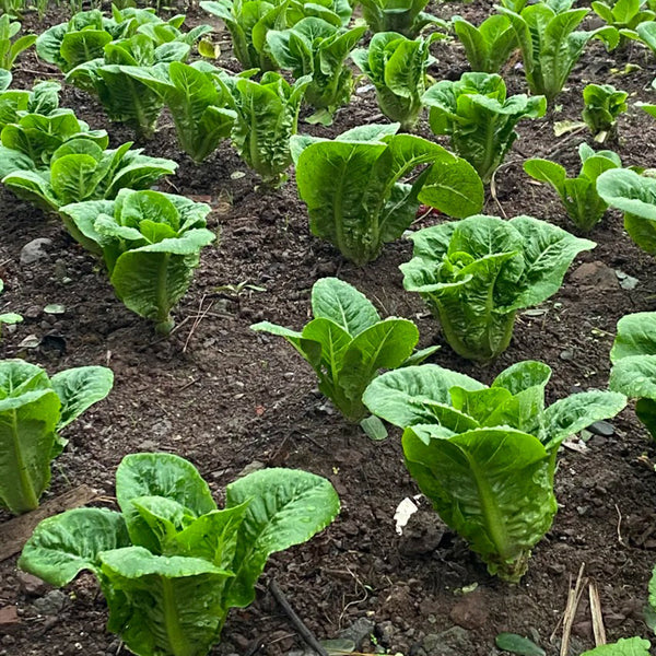 Jiemei Peacock Lettuce Seeds, 5g