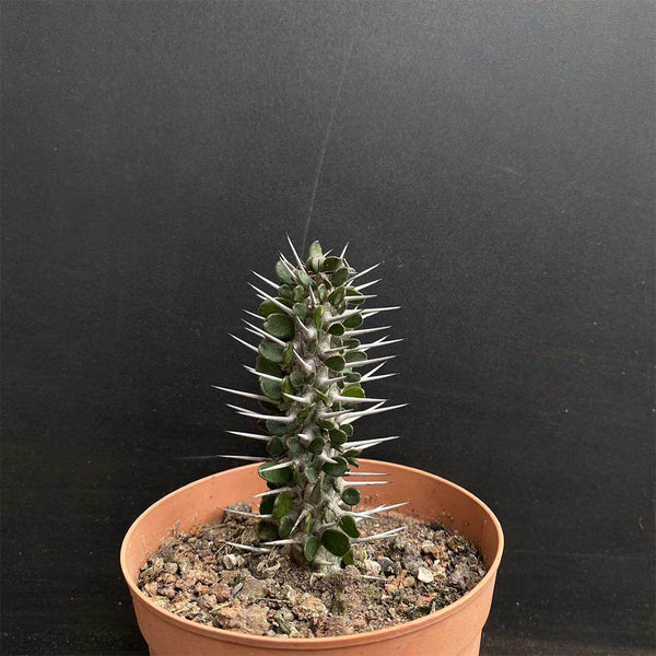 Alluaudia montagnacii, 7-8cm