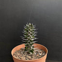 Alluaudia montagnacii, 7-8cm