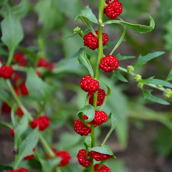 Strawberry Spinach, 200 Seeds