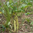 Jack Bean, 50 Seeds