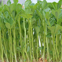 Broccoli Sprouting Seeds, 50g