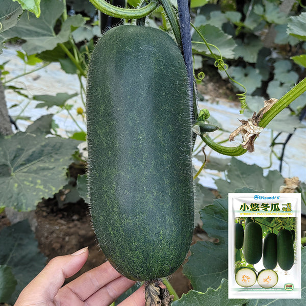 'Xiaoyou' Small Wax Gourd Seeds, 100 Seeds