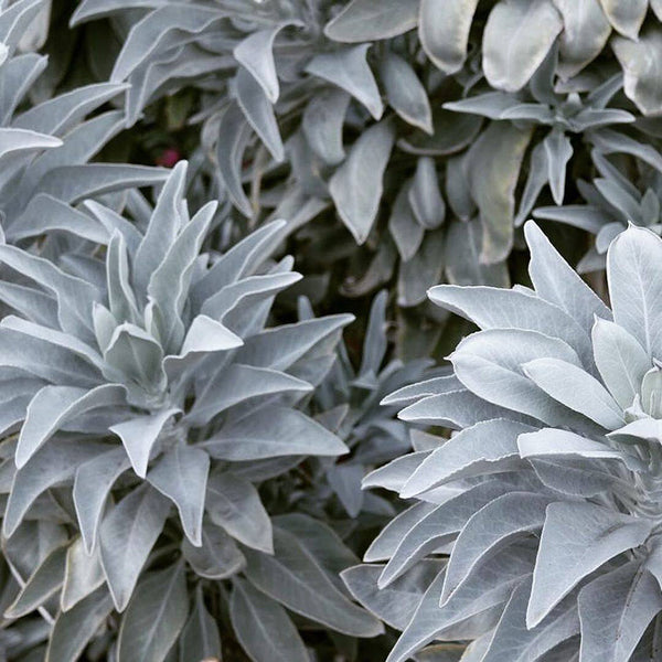 California White Sage, 5 Seeds