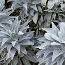 California White Sage, 5 Seeds