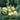 Sweet & Crisp Sprouting Cauliflower No.1 Hybrid Seeds, 30 Seeds