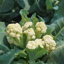 Sweet & Crisp Sprouting Cauliflower No.1 Hybrid Seeds, 30 Seeds