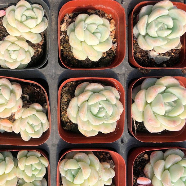 Echeveria 'Ice green', 3pcs x 1-head