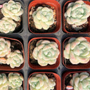 Echeveria 'Ice green', 3pcs x 1-head