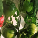 Cherokee Green Tomato, 10 Seeds