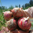 Imperial Ruby' Red Onion Seeds, 5g