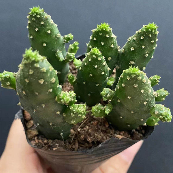 3Pcs Cylindropuntia leptocaulis, 3-4cm