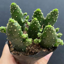 3Pcs Cylindropuntia leptocaulis, 3-4cm