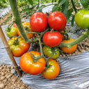 64 KAS 4 Red Version Tomato, 5 Seeds