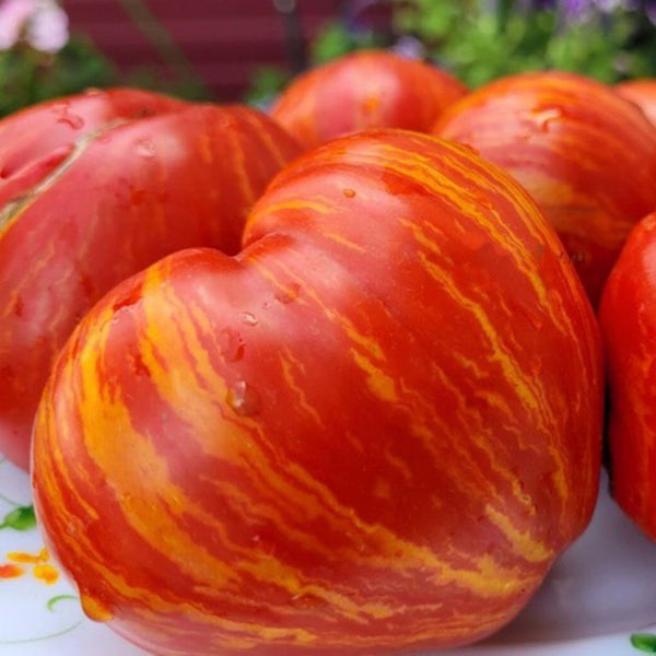 'Dwarf Stone Creek Heart' Tomato Seeds, 5 Seeds