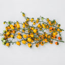 105 Orange Strawberry F2 Tomato, 5 Seeds