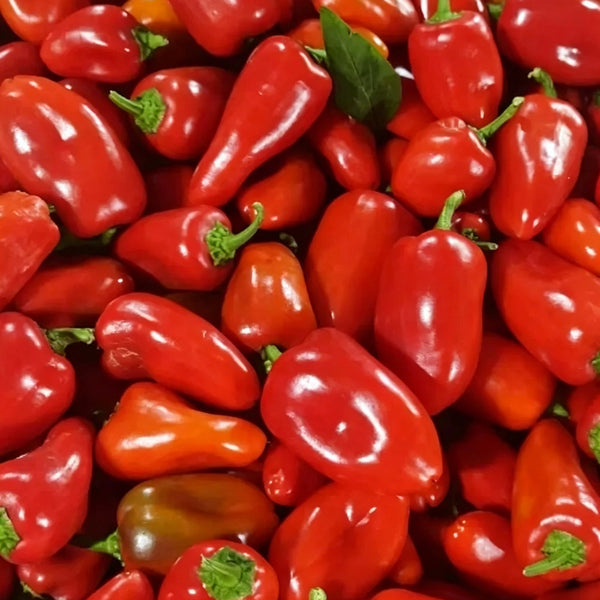 Mixed Color Fruit Pepper, 80 Seeds