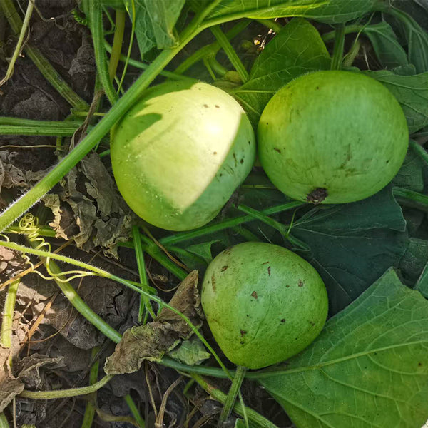 Apple-shaped Gourd Seeds, 10 Seeds