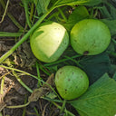 Apple-shaped Gourd Seeds, 10 Seeds