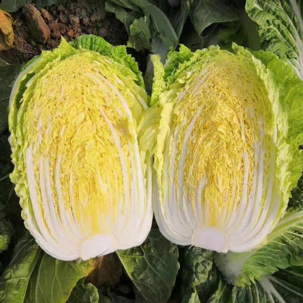 Golden Phoenix Chinese Cabbage Seeds, 5 × 4g Bags