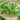 Large-Leaf Garland Chrysanthemum Seeds, 20g