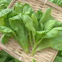 Large-Leaf Garland Chrysanthemum Seeds, 20g
