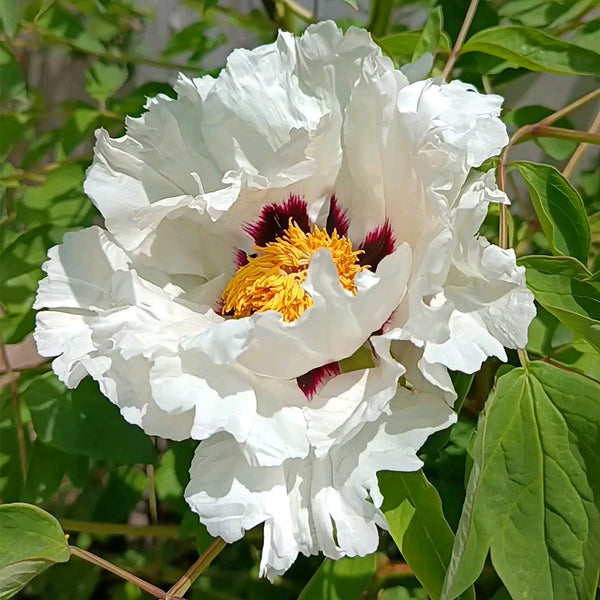 Purple-spotted Peony Mixed, 20 Seeds